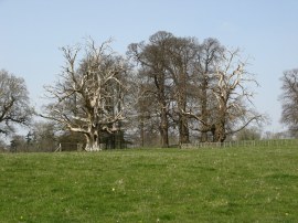 Godinton Park